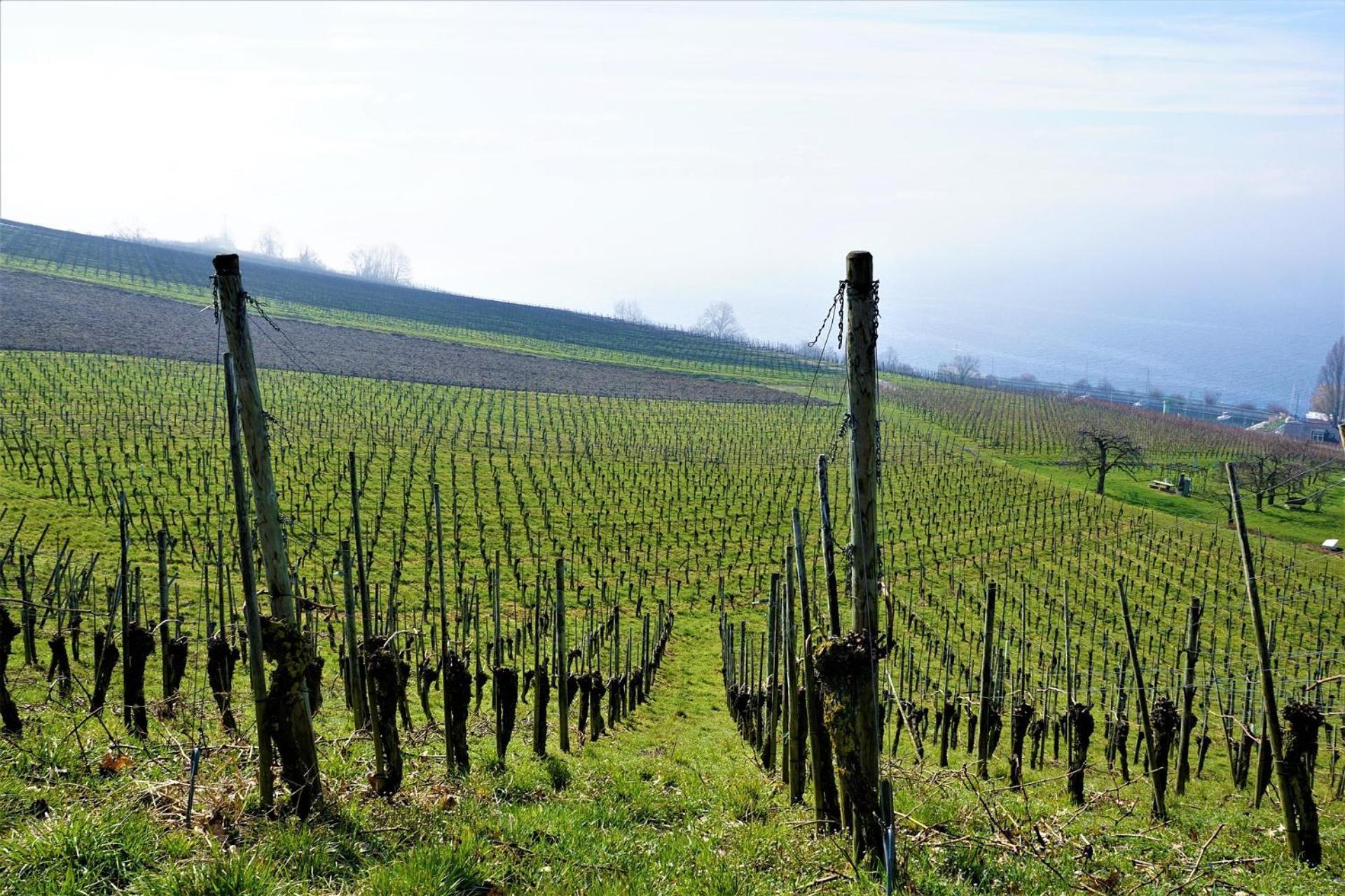 Ferienhof Dreher Meersburg Buitenkant foto